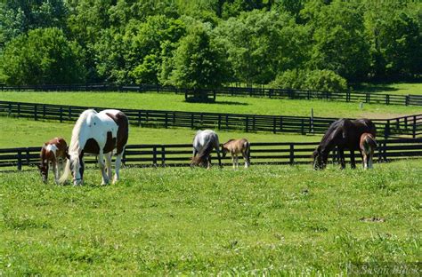 equinenow pa|horse breeders in pennsylvania.